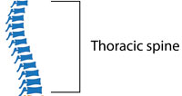 Thoracic Spine